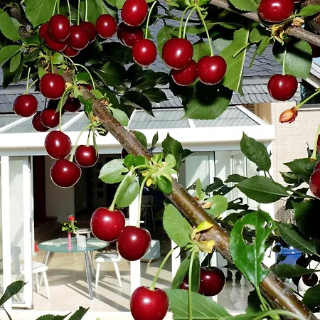 Bed & Breakfast Villa Orchard Frankfurt