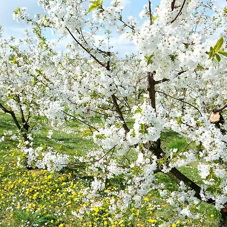Bed & Breakfast Villa Orchard Frankfurt Kriftel