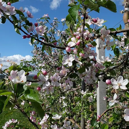 Villa Orchard Frankfurt Kriftel
