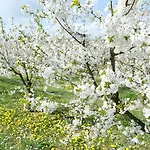 Bed & Breakfast Orchard Frankfurt - Trade Fair Airport 5*