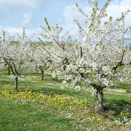 Orchard Frankfurt - Trade Fair Airport 3*