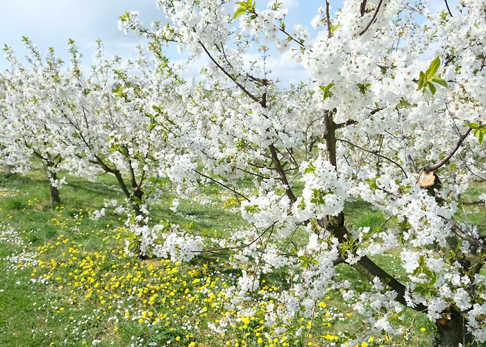 Bed & Breakfast Villa Orchard Frankfurt - Trade Fair Airport 5*