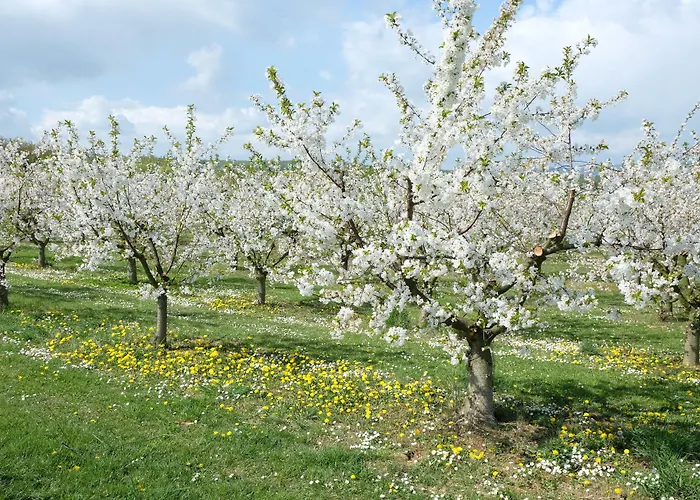 Orchard Frankfurt 5*